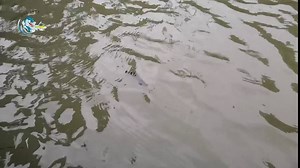 ODS Bionic Lure 3 Segmented Swimbait Lifelike with Fiber Tail Fishing Tackle for Pike Musky Trout