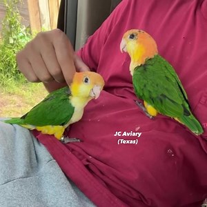 Our incredibly sweet White bellied Caique babies 🥰🐣 • • •For questions please see our website or call us!! (www.Jcaviary.com) 512-956-0937 No texting/dms💕 • • •#whitebelliedcaique #wbcaique #caiquesofinstagram #whitebelliedcaiques #caiqueparrot #caiquelove #babycaique #caiques #pionites #pionitesleucogaster #birdbreeder #birdtraining #birdtricks #engagednotcaged #freeflightparrot #birdwatching | JC Aviary