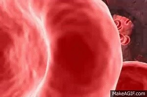 Red Blood Cell Animation on Make a GIF
