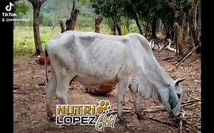 4.1K views · 15 reactions | Mentiras y engaños con nosotros no hay, más bien nosotros, con NUESTRA SAL MINERAL % NATURAL, SI OBTIENEN EXCELENTE CALIDAD Y EXCELENTES RESULTADOS, EN TODO, cómo lo es en Producción, Reproducción y Desarrollo...eso nuestros clientes lo avalan‼️ Por eso somos únicos e inigualables...somos NUTRILÓPEZ‼️ | Sal Mineral Nutrilopez Gold | Facebook