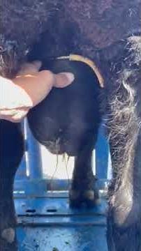 How to Band a Mature Bull