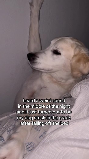 Hilarious Dog Stuck in Bed: A Nighttime Surprise