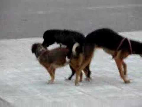Dogs Stuck Together