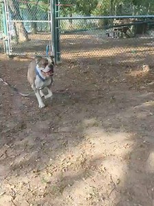 Toronto Humane Society on Reels