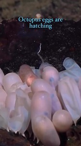 ➡️ Octopus eggs are hatching💜🌊🐙🐙🐙💜✅. #Octopuseggsarehatching #underwateramazingview #amazingcreaturocean #fishingindonesia #fyp #videoviral #reels #videoreels #followershighlight #jangkauanluasfyp | Azink