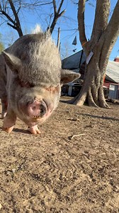 Look at him go! Percy is moving at lightning speed now 🙌🏻 | My Pig Filled Life