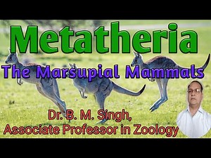 Metatheria: The Marsupial Mammals