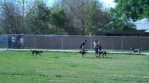 This is what goes on behind the scenes filming with hounds! (turn the sound on!) #pitbullsandparolees #pbp #44blue #tiatorres #hounds #animalplanet | 44 Blue Productions