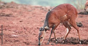 Cape Bushbuck In The Wild In Aberdare Range In Kenya - Close Up Stock ビデオ