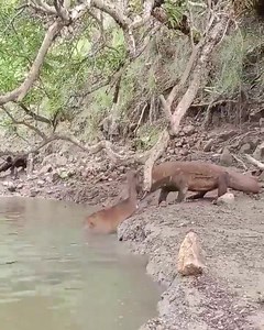 😲Komodo dragon attack on deer. | SABBY SWEET