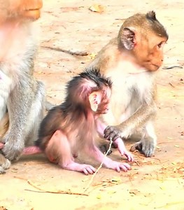 Monkey Emila Iost is patient because her niece Chago tries to have children again and again. #cutemonkey | Cute Monkey