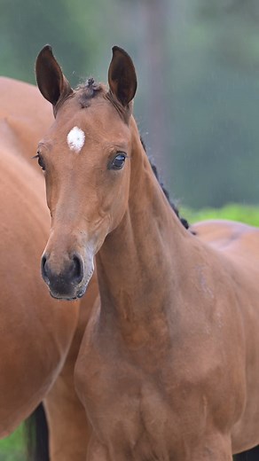 2.1K views · 16 reactions | Bidding has started! Zangersheide...