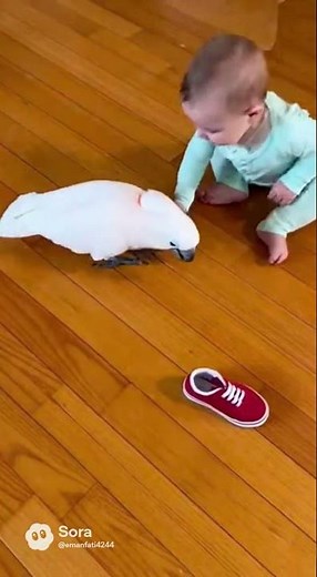 Cockatoo Playing With Baby Shoes | Cutest Bird Moment!