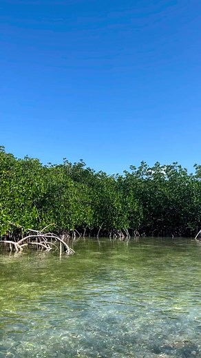 When the weather is perfect for a relaxing paddle 😍☀️📍 Florida, Keys | Get Up And Go Kayaking