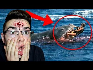 LES PIRES ATTAQUES DE REQUINS !! (Capturé en GoPro, Vidéo réaction, compilation)