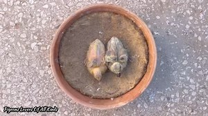 16K views · 266 reactions | Stages of pigeon growth . . . . . . . . . . . . . . . . . . . . #pigeon #pigeons #pigeonsloversofallkinds #bird #birds #animals #animal #animallovers #paloma #taube #birdphotography #dove #kabootar #piccioni #pombo #pigeonlover #racingpigeons #duiven #güvercin #tauben #porumbei #fancypigeon #birdsofinstagram #pigeonsofinstagram #animalsofinstagram #حمامة #pigeonphotography #duif #duiven | Pigeons Lovers of all kinds | Facebook