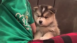 Grumpy Fluffbutt 🐾🐶😍 | Huskymag