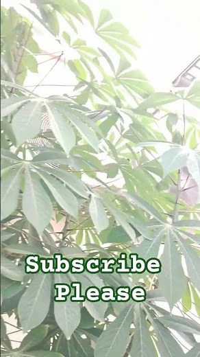 #tapioca plant in Dubai #cassavaplant