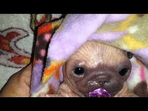Silicone Pug Puppy's First Pacifier and Nap Routine!