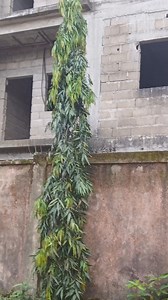 Est ce que tu savais? | Coach Honorine blonde