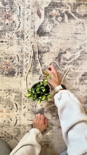 The cutest and QUICKEST diy hanging planter from @houseplusplant ! You need to try this, and share it with a friend. Go slow and you'll get it within a couple tried. ☺️ 📸: @houseplusplant #planthack #houseplantclub #plantlife #houseplantsofinstagram #plantstagram #plantaddict #indoorjungle | Houseplantparadise