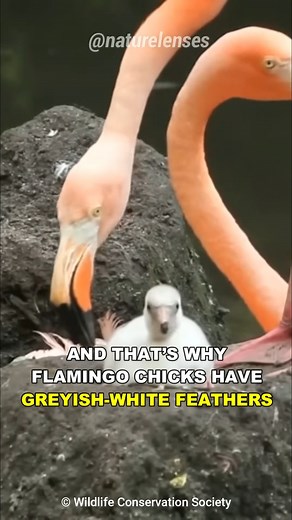 5.6K views · 102 reactions | Is This Flamingo Feeding Blood To Its Baby？#flamingo #reelsfb | Nature Lens | Facebook