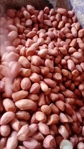 Experience the power of traditional oil extraction! We use a wooden churner to produce groundnut oil at room temperature, preserving its natural nutrients. Get your hands on our nutrient-rich oil! #GroundnutOil #WoodenChurner #NaturalOilExtraction" | Purasatva by Annapoorna Naturals