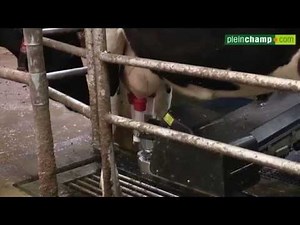 Robot de traite : une révolution pour les éleveurs ... et les vaches !