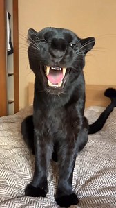 And yawns and hisses😅🙈 #Luna #Lunathepantera #reels #viral #fyp | Landon scherr