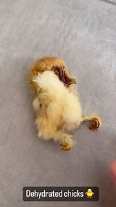 NEW ITEM?!? Dehydrated chicks (chicken 🐥) for our pets. Another whole prey item treat. Leave a comment below and tell me your thoughts. Do you want this treat option or would you not consider purchasing them? These chicks were NOT killed for us. They are bred as feeder chicks by another company for animal feed. Think zoo’s, prey birds, reptiles etc. | Raw Feeding Miami