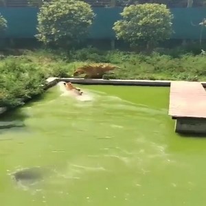 Catch me if you can!. | Daily Dose of Humor