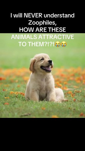 Understanding Zoophilia and Its Implications