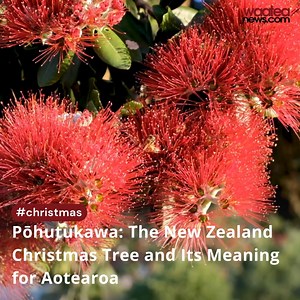 63K views · 1K reactions | Pōhutukawa: The New Zealand Christmas Tree...
