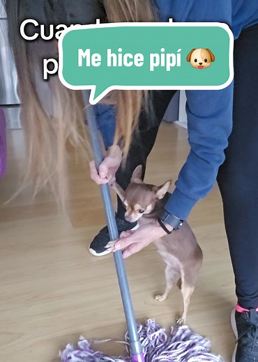 Mamá cálmate, no pasa nada con el perrito