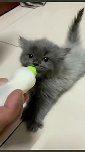 This tiny kitten wiggling his tiny ears while drinking milk is so cute 🥺🐱 | Ghibli Community