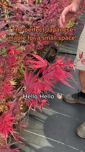 Search "Acer ‘Shaina’ Japanese Maple" at tutuguru.com.au! | Hello Hello Plants & Garden Supplies