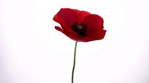 Red Poppy Flower Blooming Time-lapse On Stock Footage Video (100% Royalty-free) 28166695 | Shutterstock