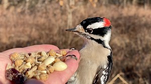 40K views · 3.4K reactions | A Black-capped Chickadee, a Tufted Titmouse, and a Downy Woodpecker visit the Hand of Snacks. The Downy does a rad spin dismount after deciding on a peanut. | Jocelyn Anderson Photography | Facebook