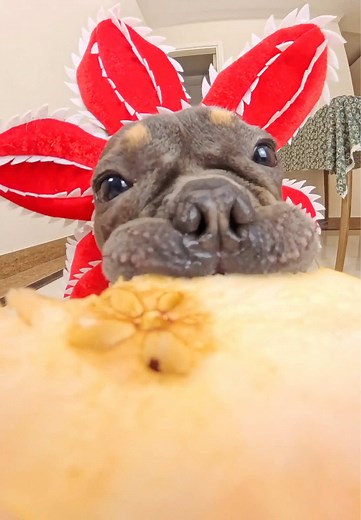 Dog Eating Pear ASMR: Super Crunchy Mukbang with Cute Pet