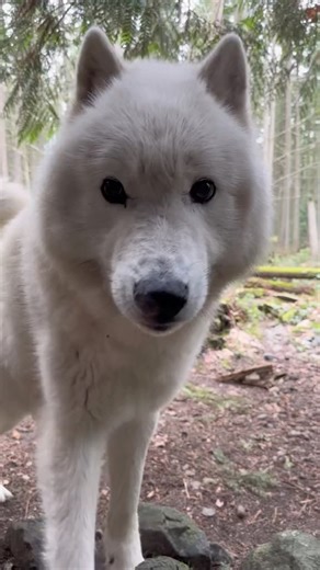 2.6K views · 322 reactions | Canagan our gray wolf sending you some sunshine! ☀️ | Northwest Trek Wildlife Park | Facebook