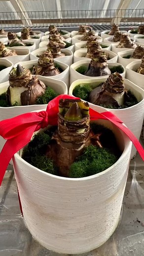 Hello local friends. We are ready for your Amaryllis orders! Please email me at chandler@chandlerstrange.com. We will deliver locally, or pick up at smiley building (no fee). They are $30 each. $25 if you order two or more. $10 delivery fee per location, and happy to throw in a personalized card. ❤️💚❤️💚 | Rainbow Springs Flower Farm