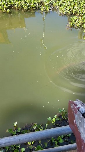 Fish Wat baray kompong cham province | Monk Cambodia