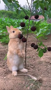 Bunny loves lychee | The Idea King