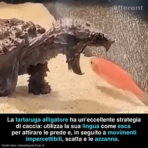2.9M views · 13K reactions | UN PREDATORE MOLTO LENTO La tartaruga...