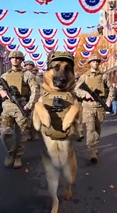 92K views · 3.2K reactions | Marching Under the Flags | German shepherds | Facebook