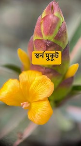 স্বর্ন মুকুট। #Barleria_lupulina, #hopheadedbarleria #Acanthaceae #স্বর্নমুকুট #কাঁটাবিশল্যা | Md Azharul Islam Khan