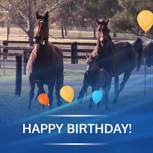 3.5K views · 275 reactions | Happy Birthday from #TeamGodolphin to all horses in the southern hemisphere!  | Godolphin | Facebook