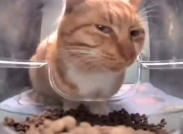 smol brain vs Mr fresh giving sus look🤨 | Our Memes v3