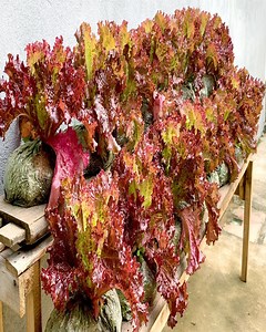 2.8K views · 24 reactions | Delicious And Very Easy To Grow, Recycle Plastic Bags To Grow Vegetables To Provide ForTthe Family | Home & Garden | Facebook