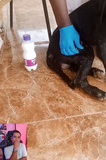 Reacts to Mango Worm Treatment For Dogs #SummerSlam #WWERaw #Minho #coldplay #FacebookReelsContest | Fun Hun 44